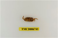 藏品(短身大眼蟹)的圖片